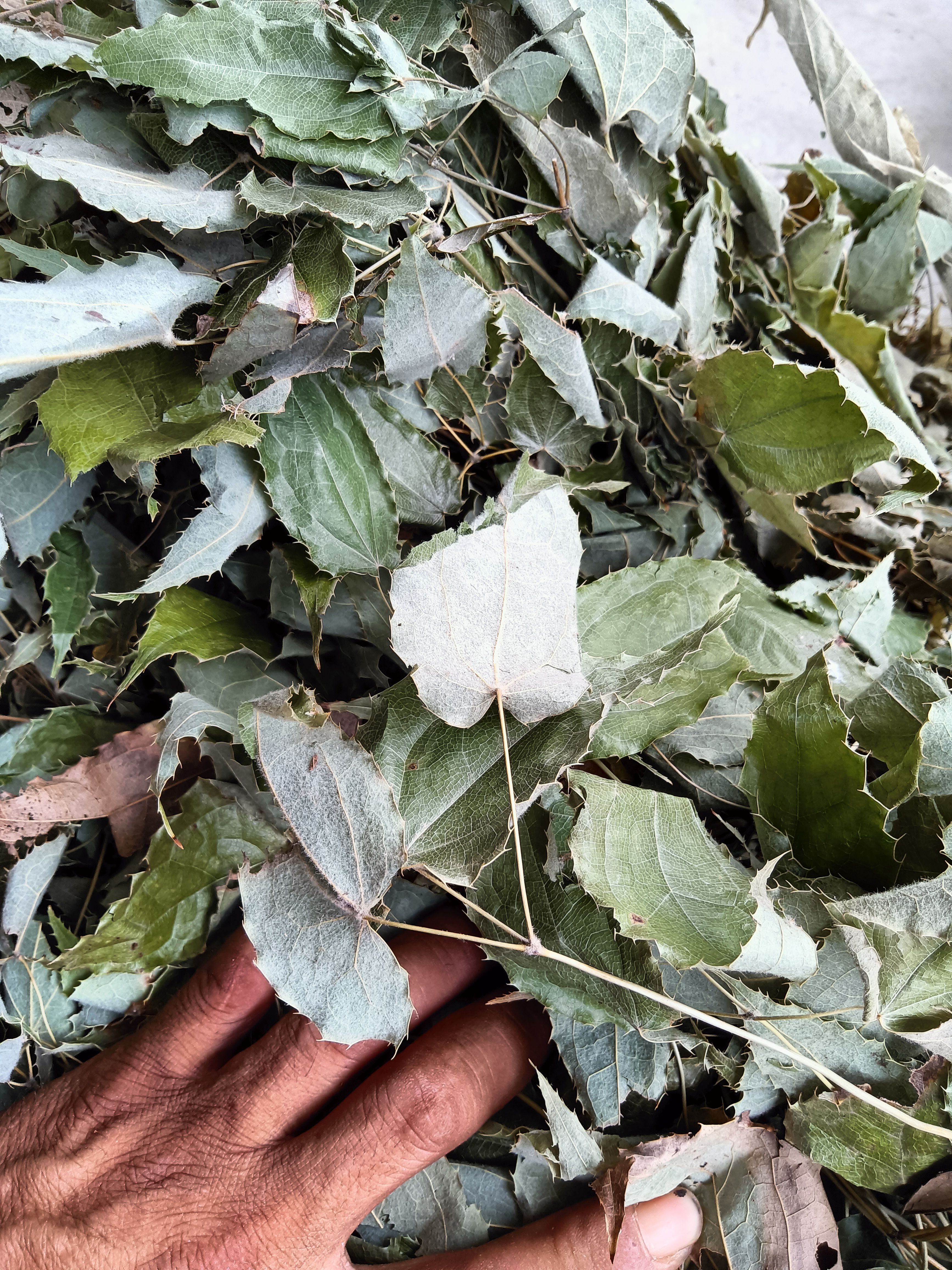 纯柔毛淫羊藿产地直销干货，林下自然生长泡酒泡茶养身