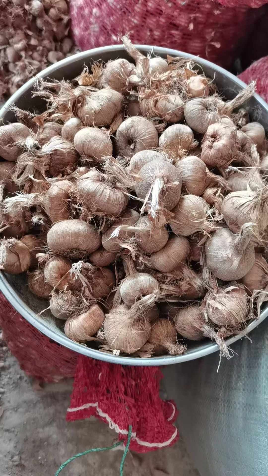 药食两用藏红花种球苗球根盆栽番红花西红花植物耐冻耐寒花卉