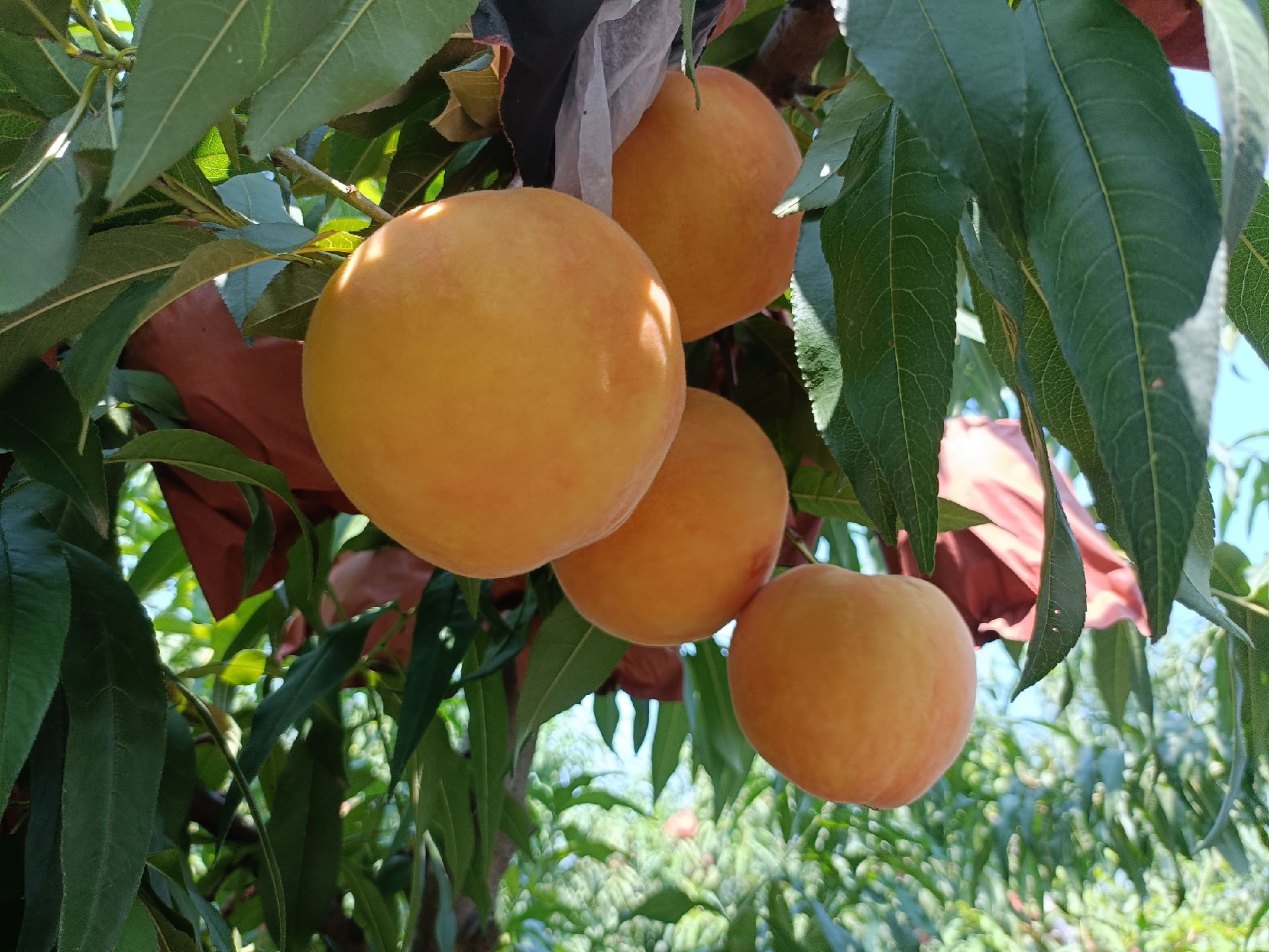 黄金蜜黄桃