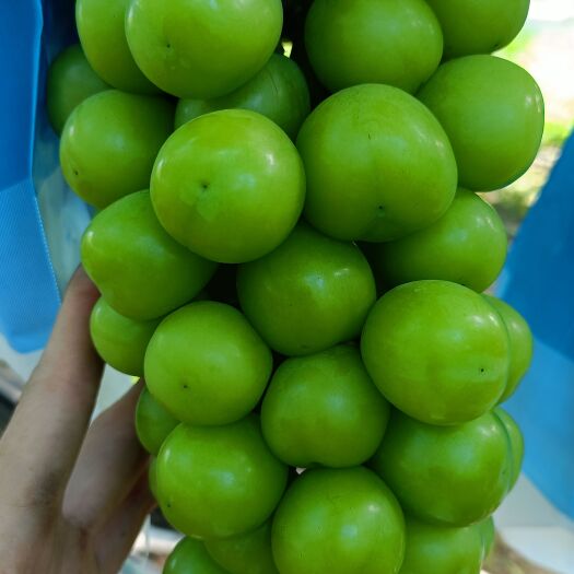 周口阳光玫瑰，串型紧凑均匀，颗粒饱满有光泽，口味香甜纯正