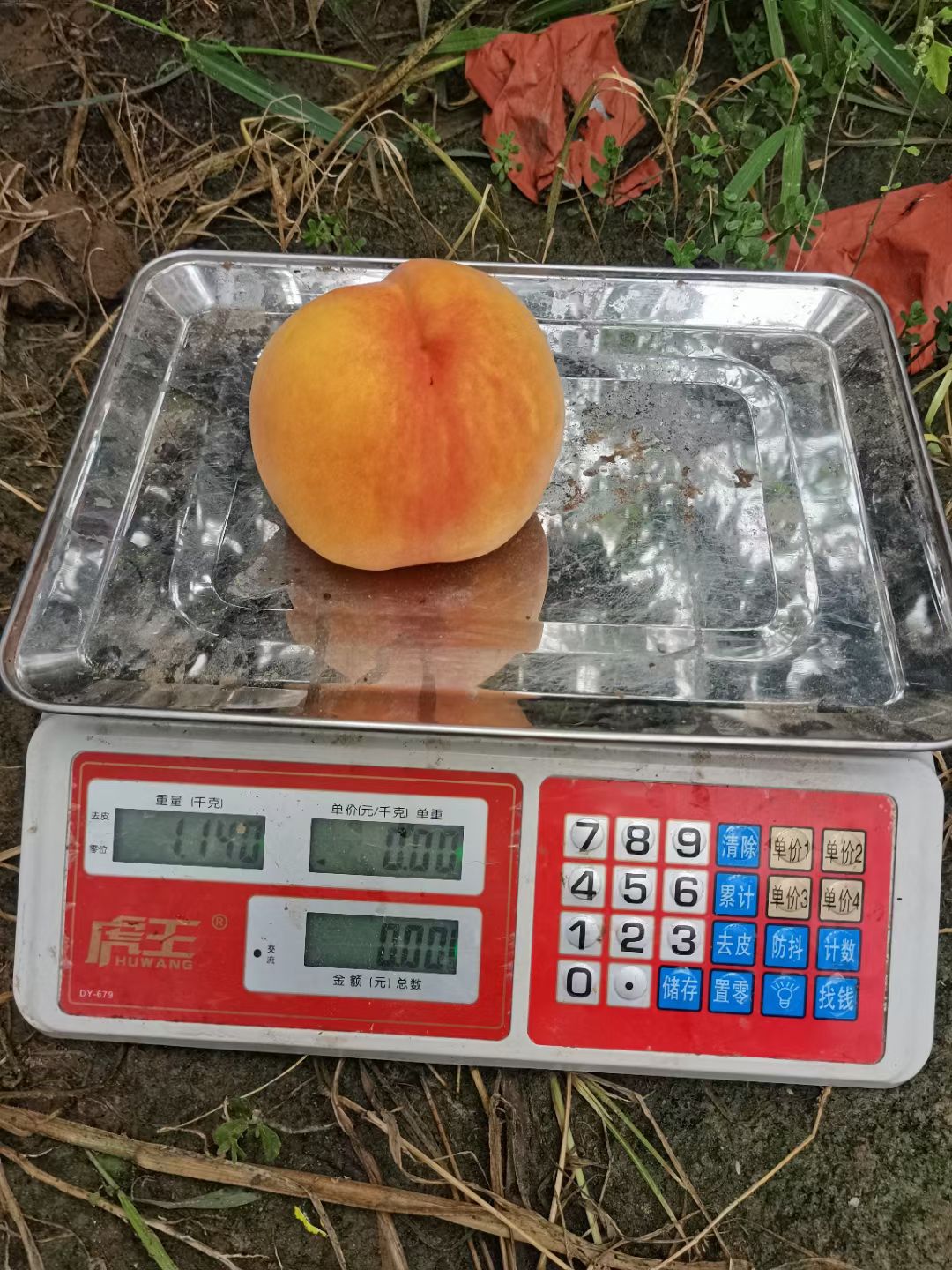 黄金蜜黄桃
