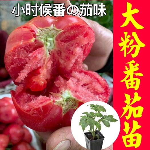 潍坊儿时味道口感大粉普罗旺斯西红柿苗原包装种子苗子苗场直发量大优
