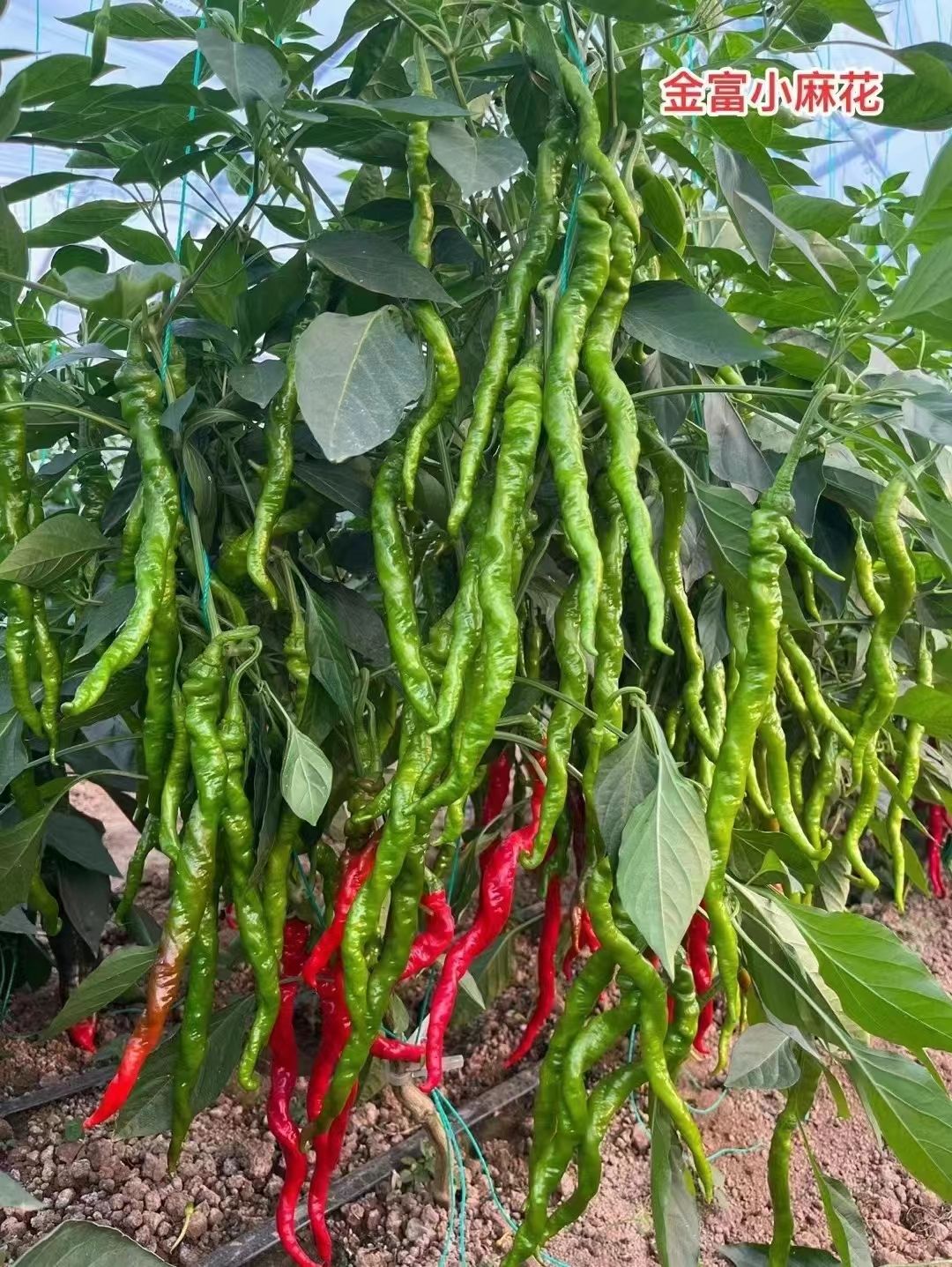 河南豫艺金富小麻花长果薄皮螺丝线椒种子春季秋季丰产抗病辣椒籽