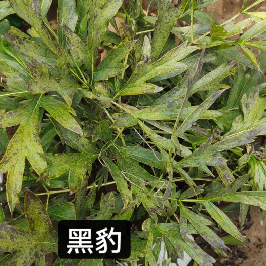 菏泽牡丹