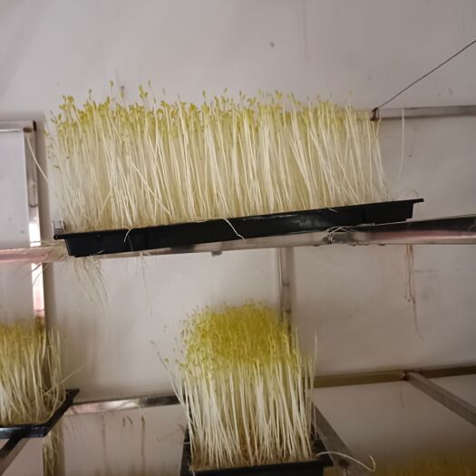 成都豌豆苗