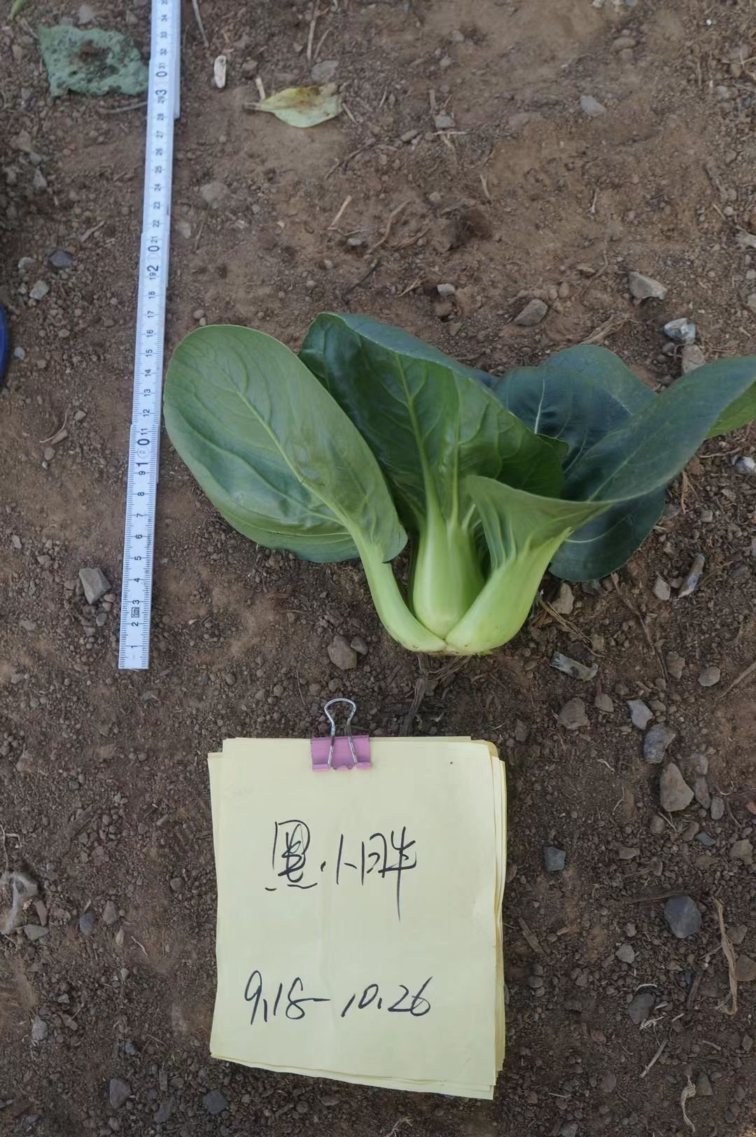 矮精灵2号杂交苏州青种子矮脚油亮耐寒小白菜种子白菜种子