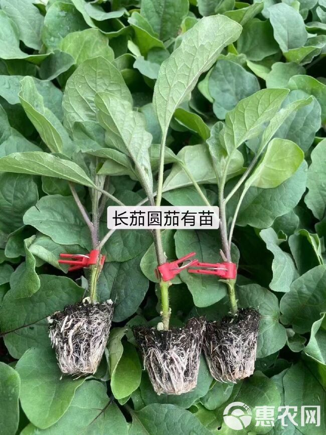 苗场直发各种嫁接直播茄子苗线茄大龙长茄765绿把长茄圆茄等苗