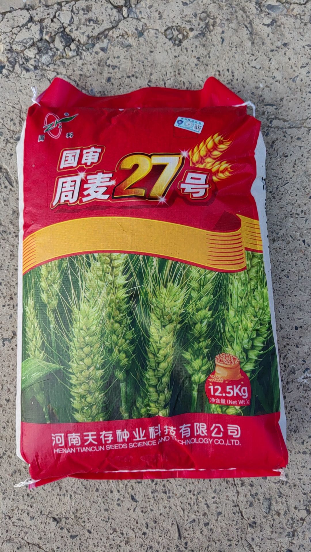 周麦27号小麦种子产量高抗病抗寒矮杆大穗抗倒抗旱低杆批发