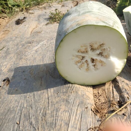 中牟县海南白皮冬瓜