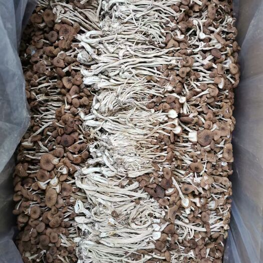 岑巩县茶树菇