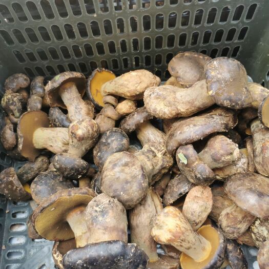 昆明黑牛肝