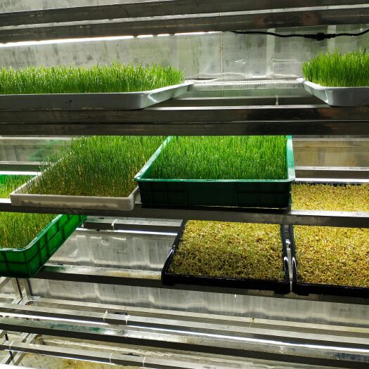 青州市畜牧水培牧草设备工厂—金欣农业