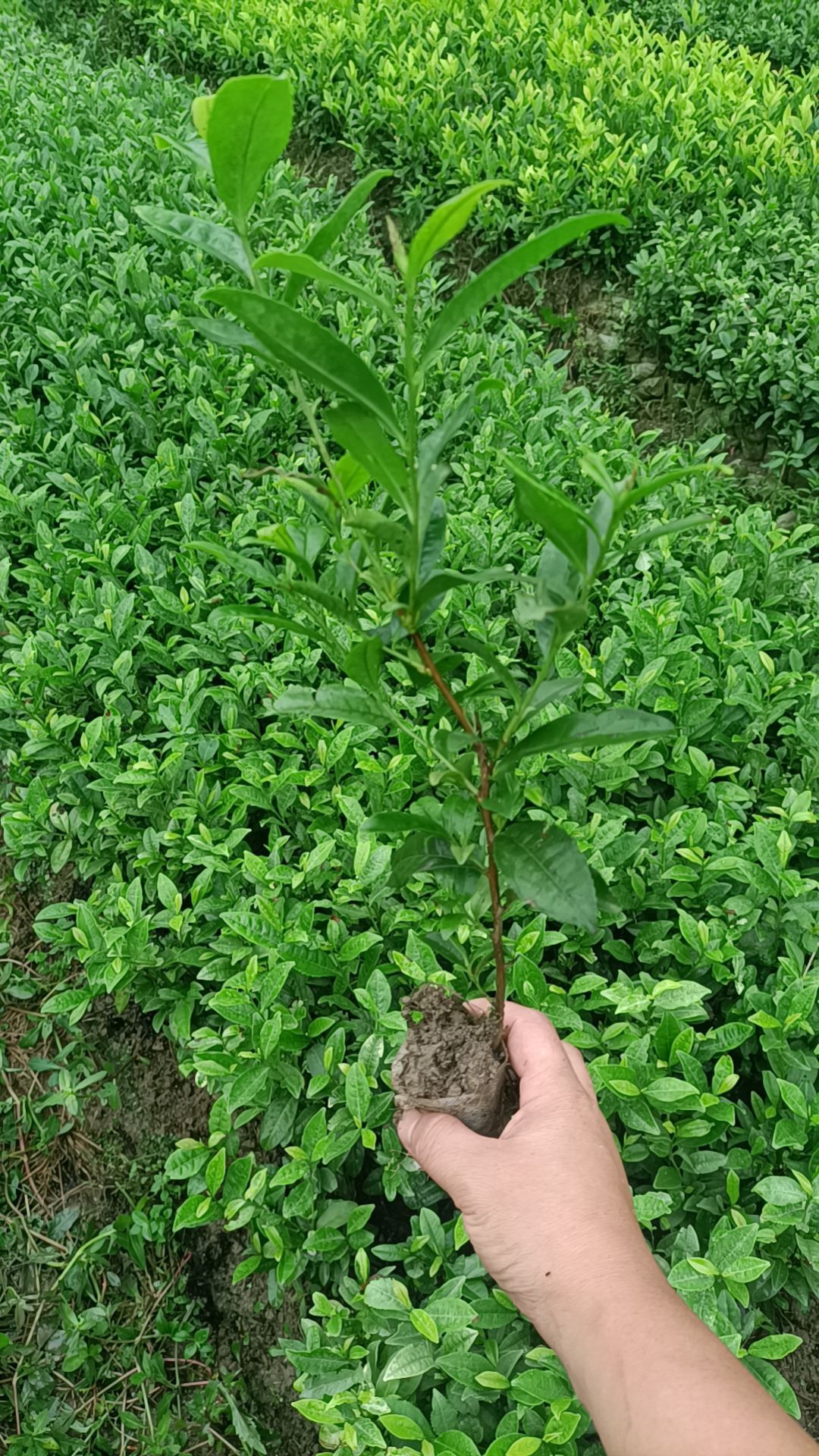 茶苗批发零售