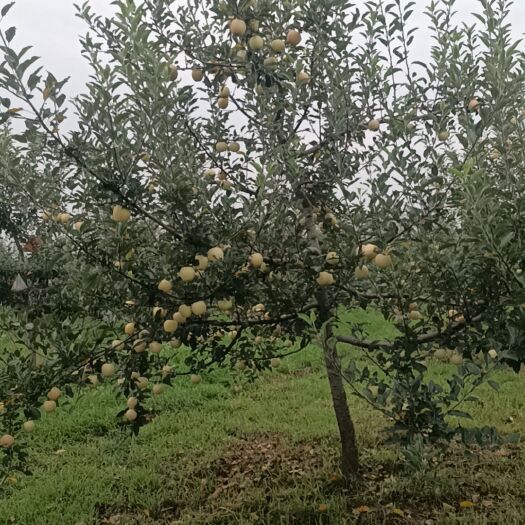 白水县白水苹果不包邮