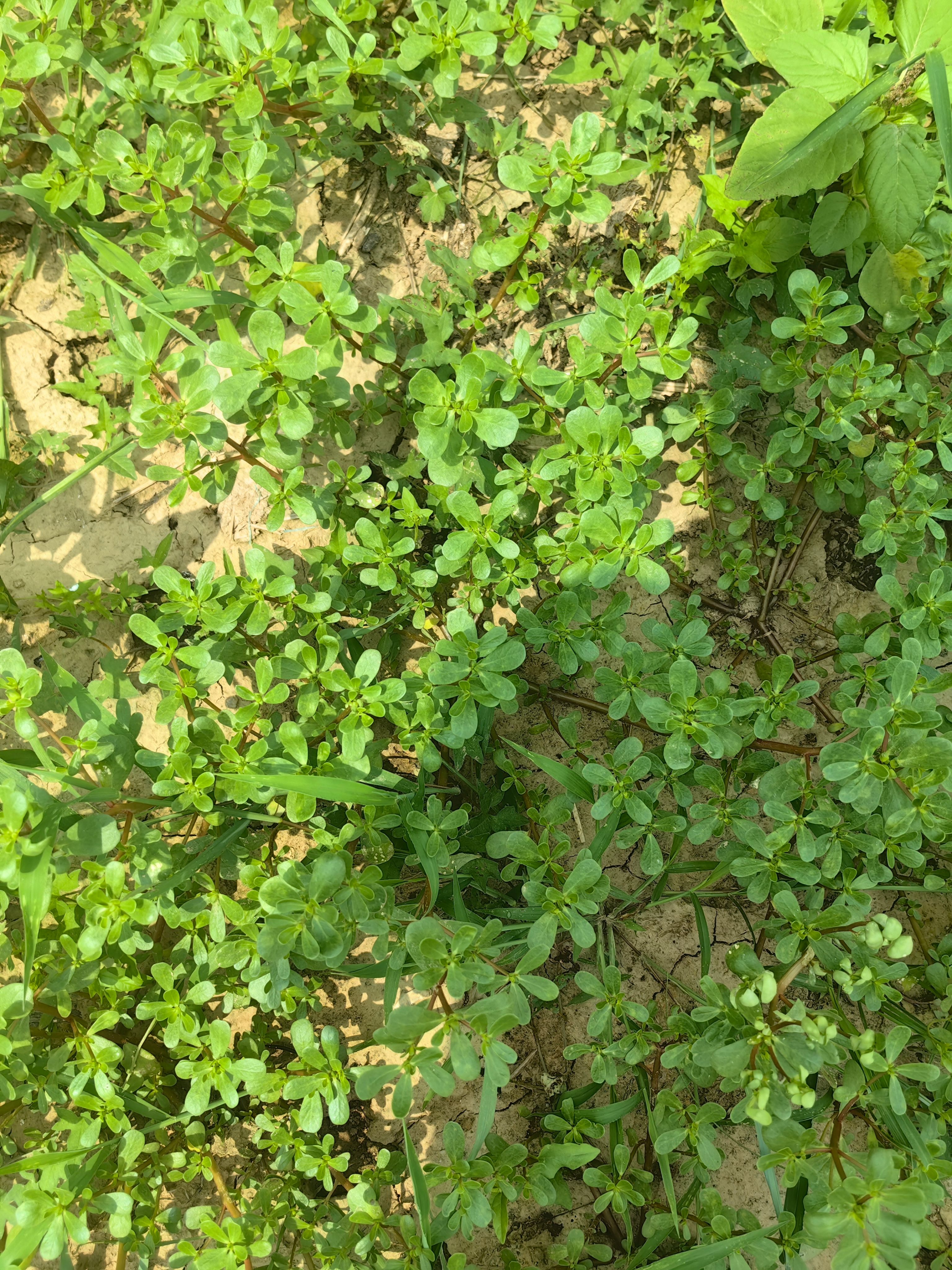 马陵菜