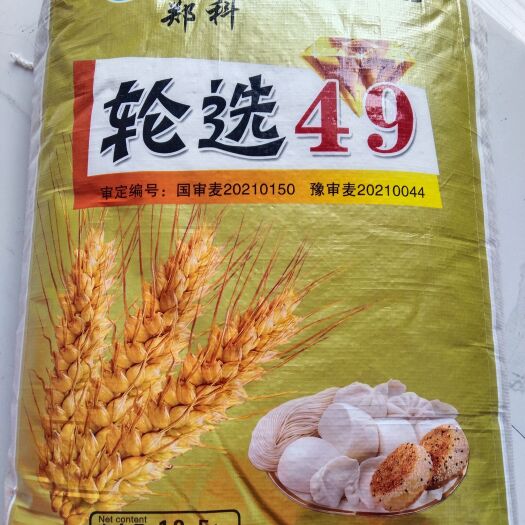 轮选49小麦种子，国审，株高69厘米，抗倒，抗冻，