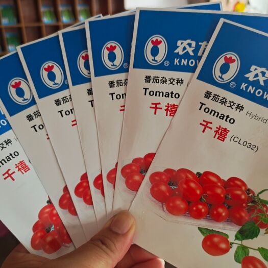 广州西红柿苗  千禧圣女果番茄，生长旺盛，风味独特，肉质嫩甜。