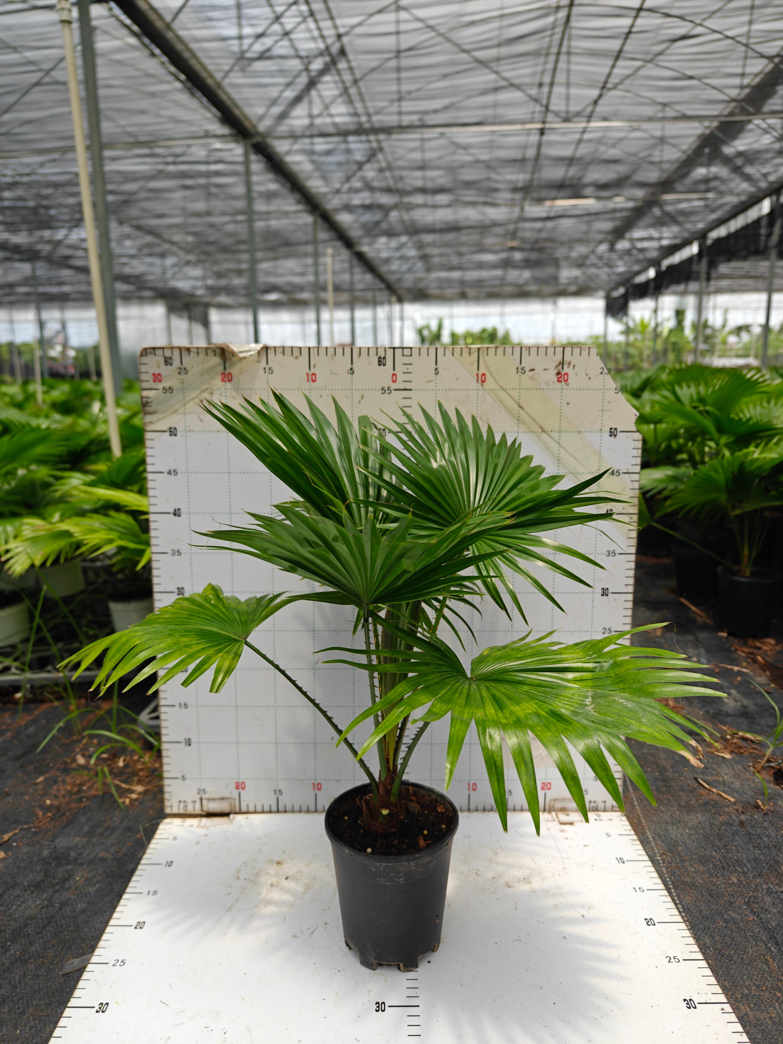 蒲葵绿植盆栽室内室外常备绿植开花盆栽净化新鲜空气居家室内盆栽