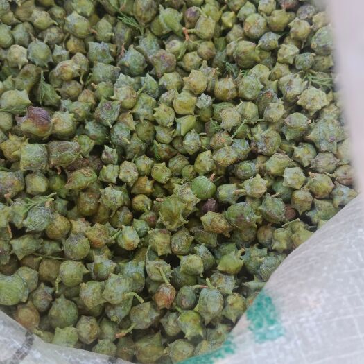 新鲜侧柏籽山东柏树籽侧柏果柏铃子柏籽果柏籽壳