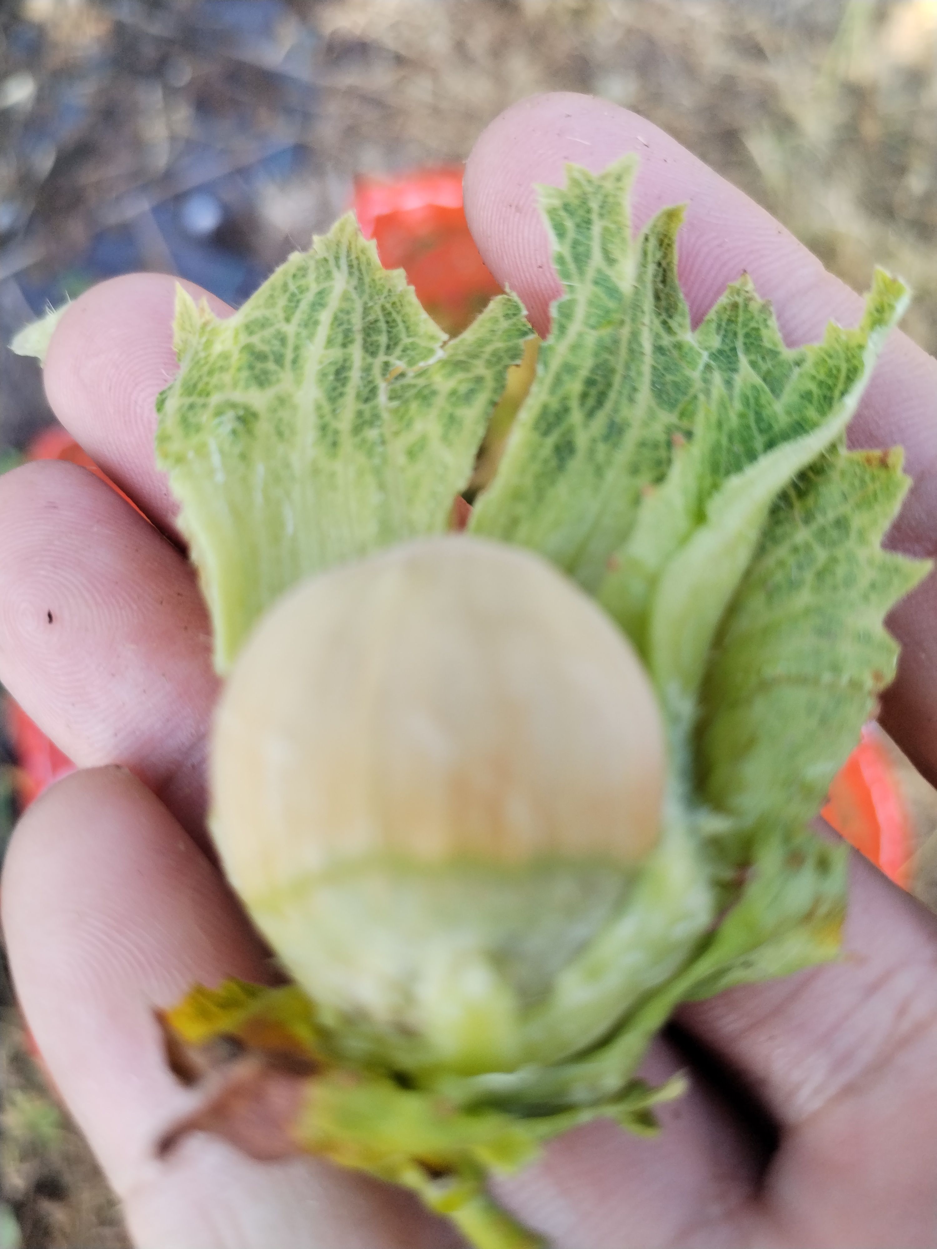 25年新货！新鲜青皮水瓤大榛子（达维品种）（已售罄）