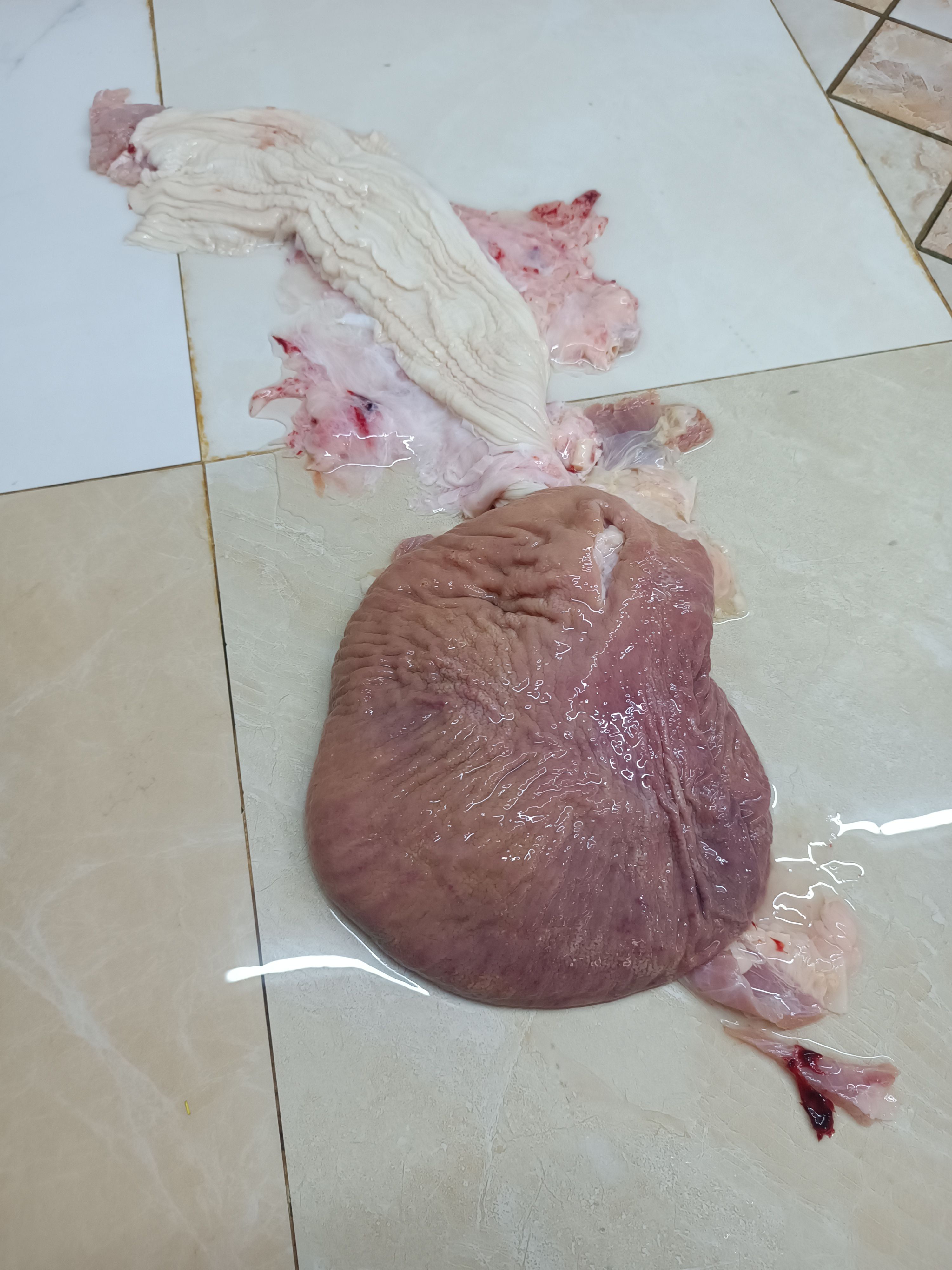 新鲜鳄鱼肚 鲜冻美味营养 肚包肉肚包鸡原料