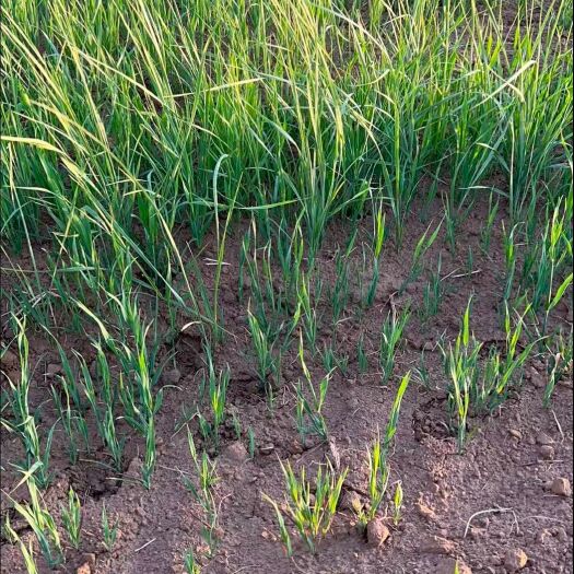 永登县燕麦草头茬欢迎预定
