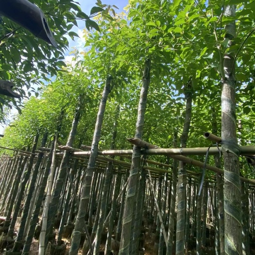 揭阳香樟5-8公分出售，基地直销