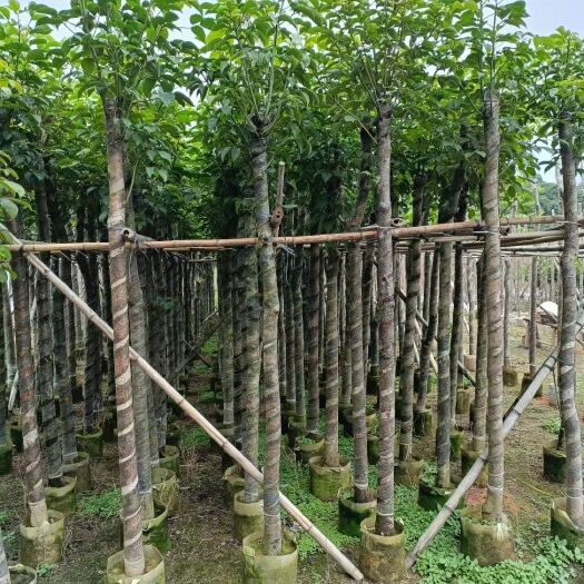 揭阳大量出售秋枫5-15公分