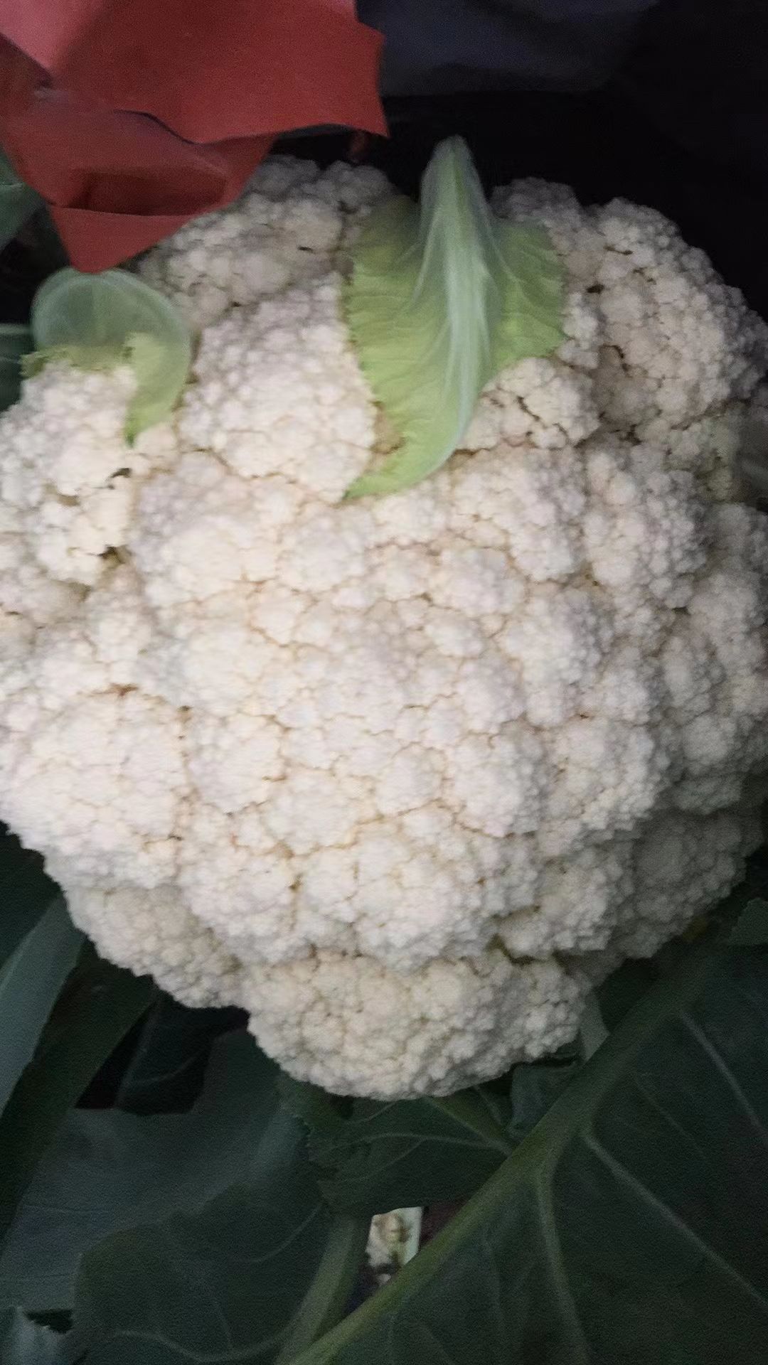 热卖精选福建菜花，松花菜，欢迎各大商超市场电商来电咨询