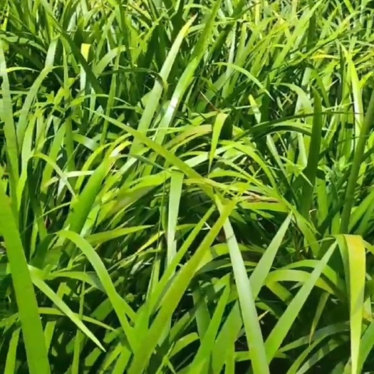容县大量提供优质石菖蒲种苗
