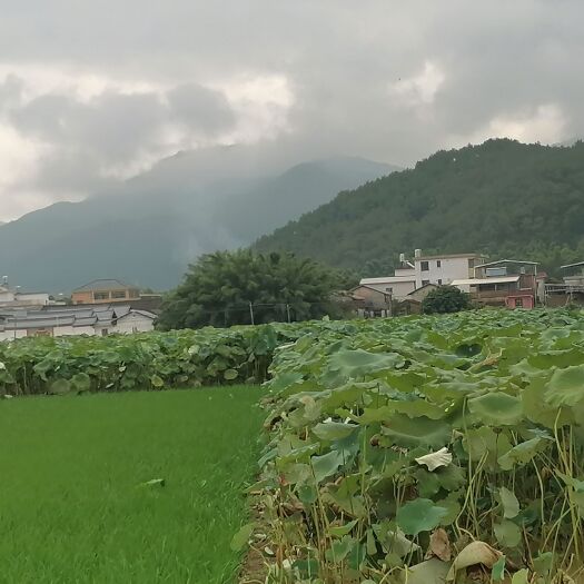 蕉岭县莲藕