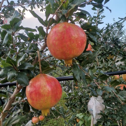 会理市突尼斯软籽石榴