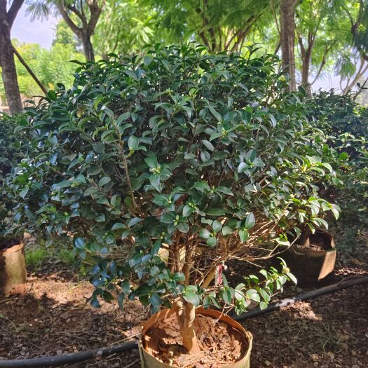 宜良县茶梅球