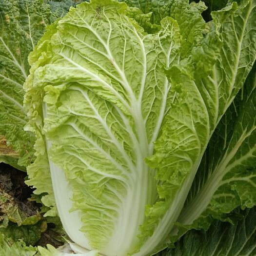 旬邑县黄心大白菜