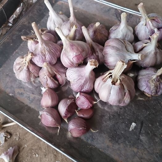 红皮蒜  高原红蒜糖醋蒜腊八蒜紫皮蒜口感鲜美辩粒饱满