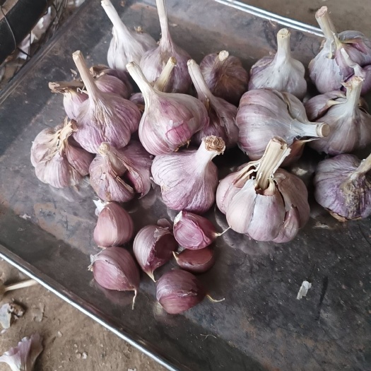 弥渡县红皮蒜  高原红蒜糖醋蒜腊八蒜紫皮蒜口感鲜美辩粒饱满