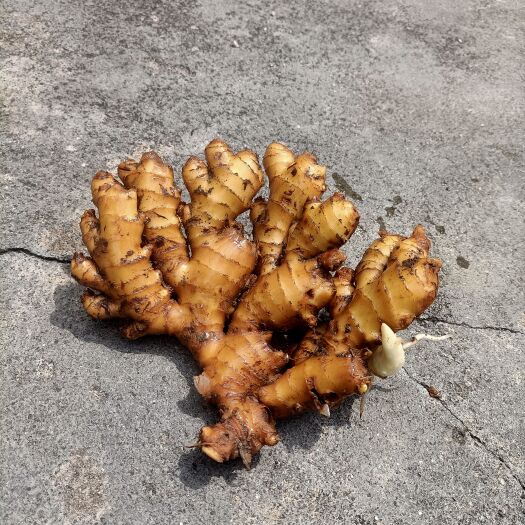 资兴市生姜小黄姜