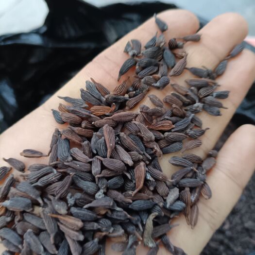宜昌百部种子