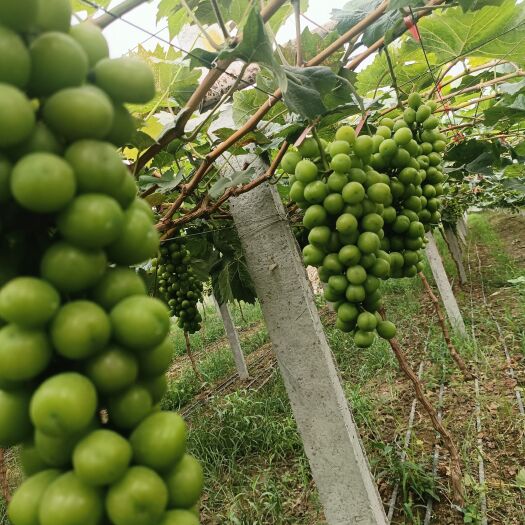 夏邑县阳光玫瑰无籽葡萄