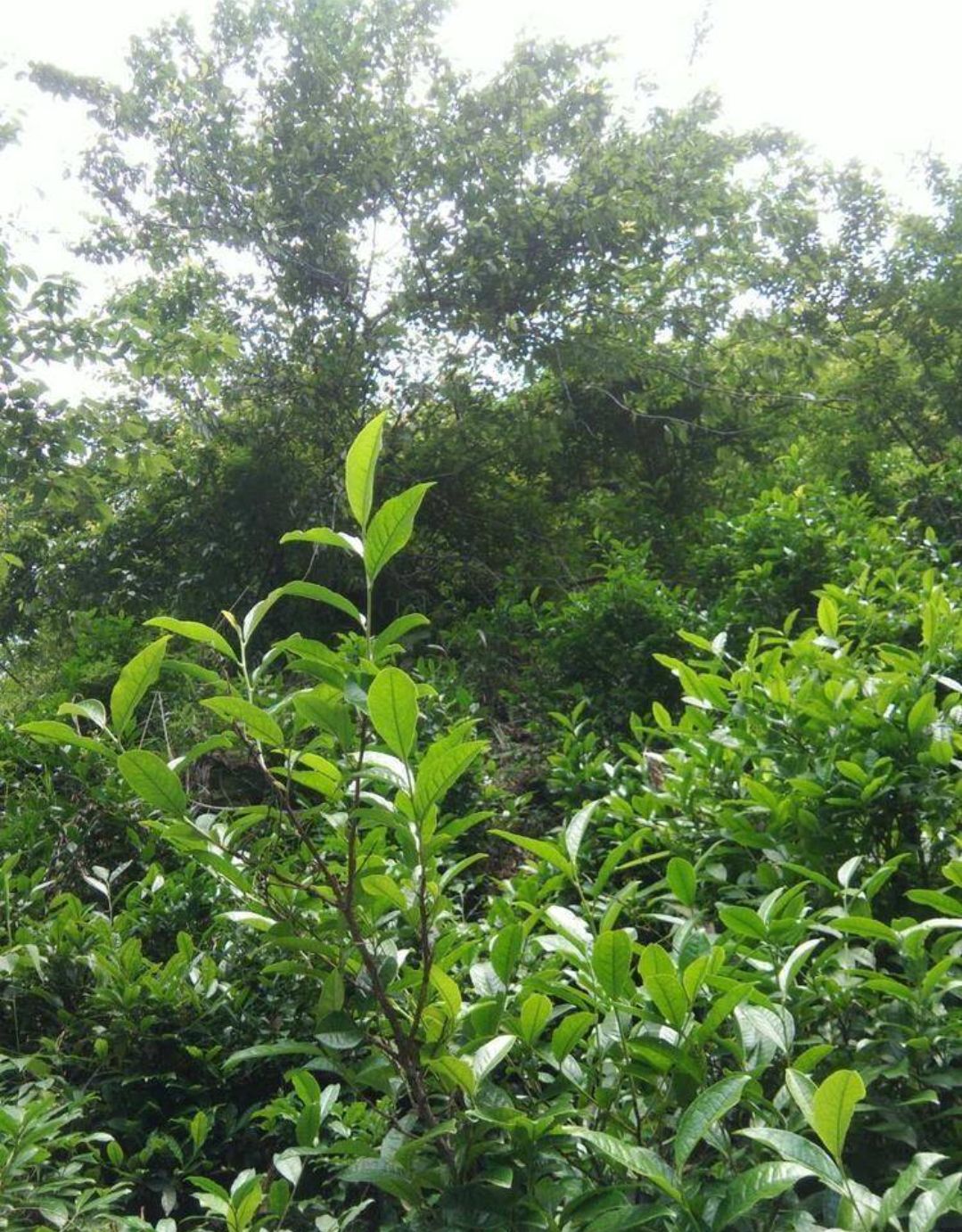 安化黑茶2017年千两饼550克