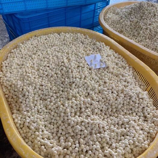 金湖县鸡头米