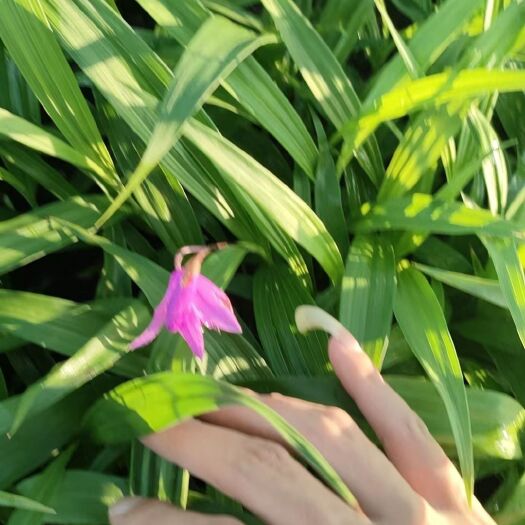 崇阳县白芨苗
