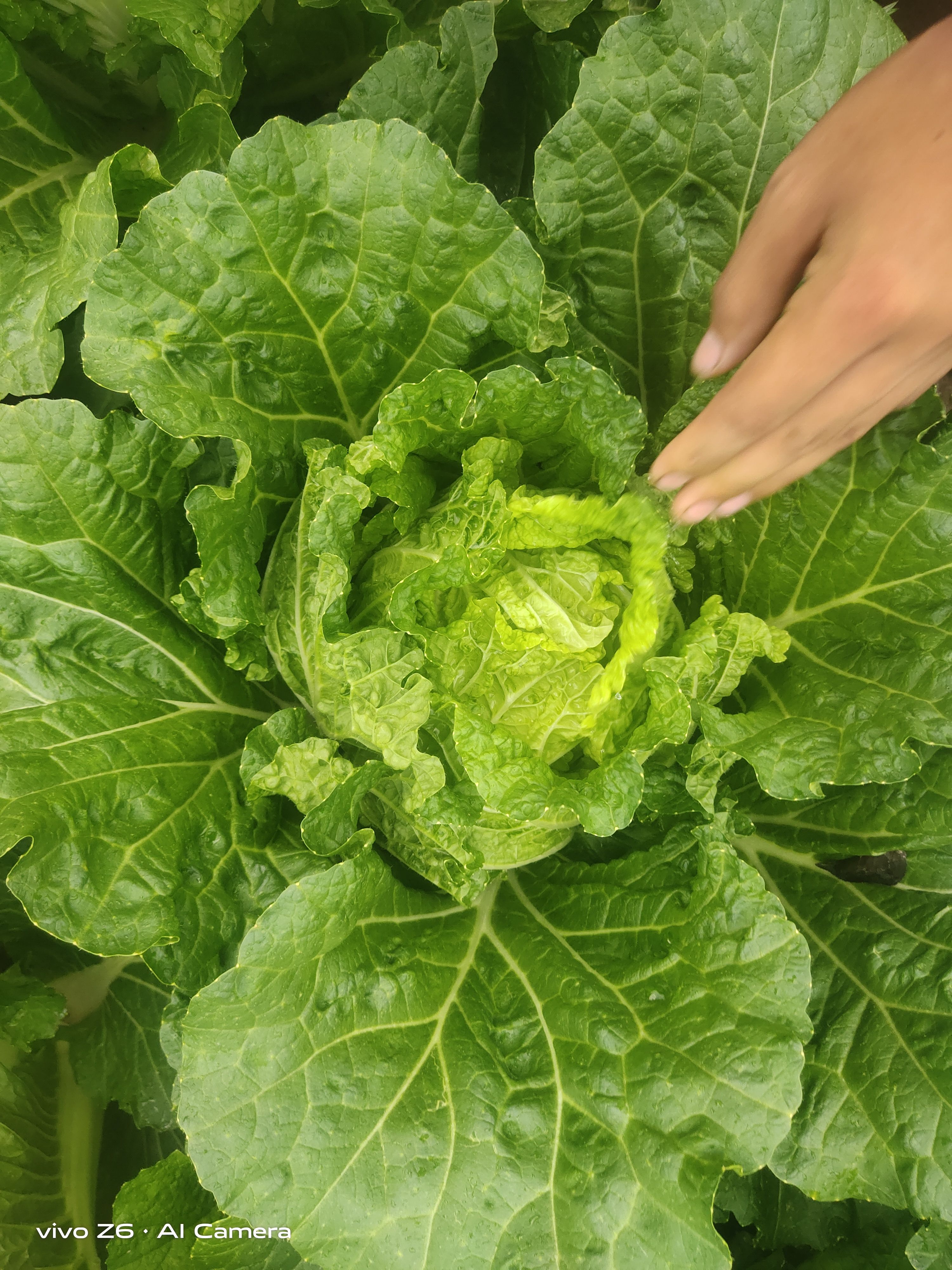 精品大白菜，有没有需要的联系我，黄心大白菜
