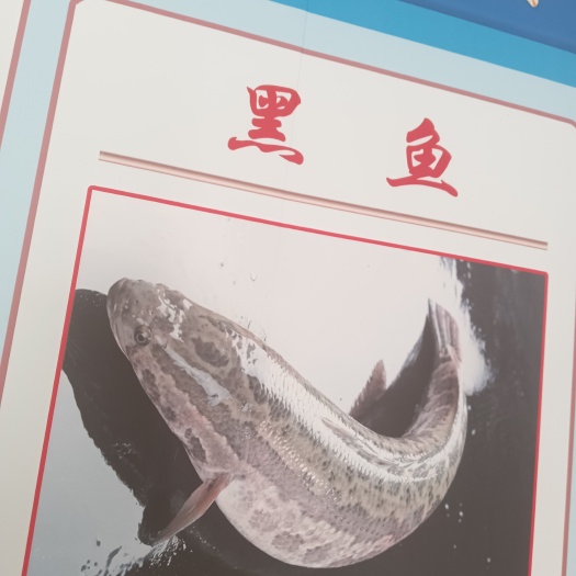 建湖县黑鱼苗