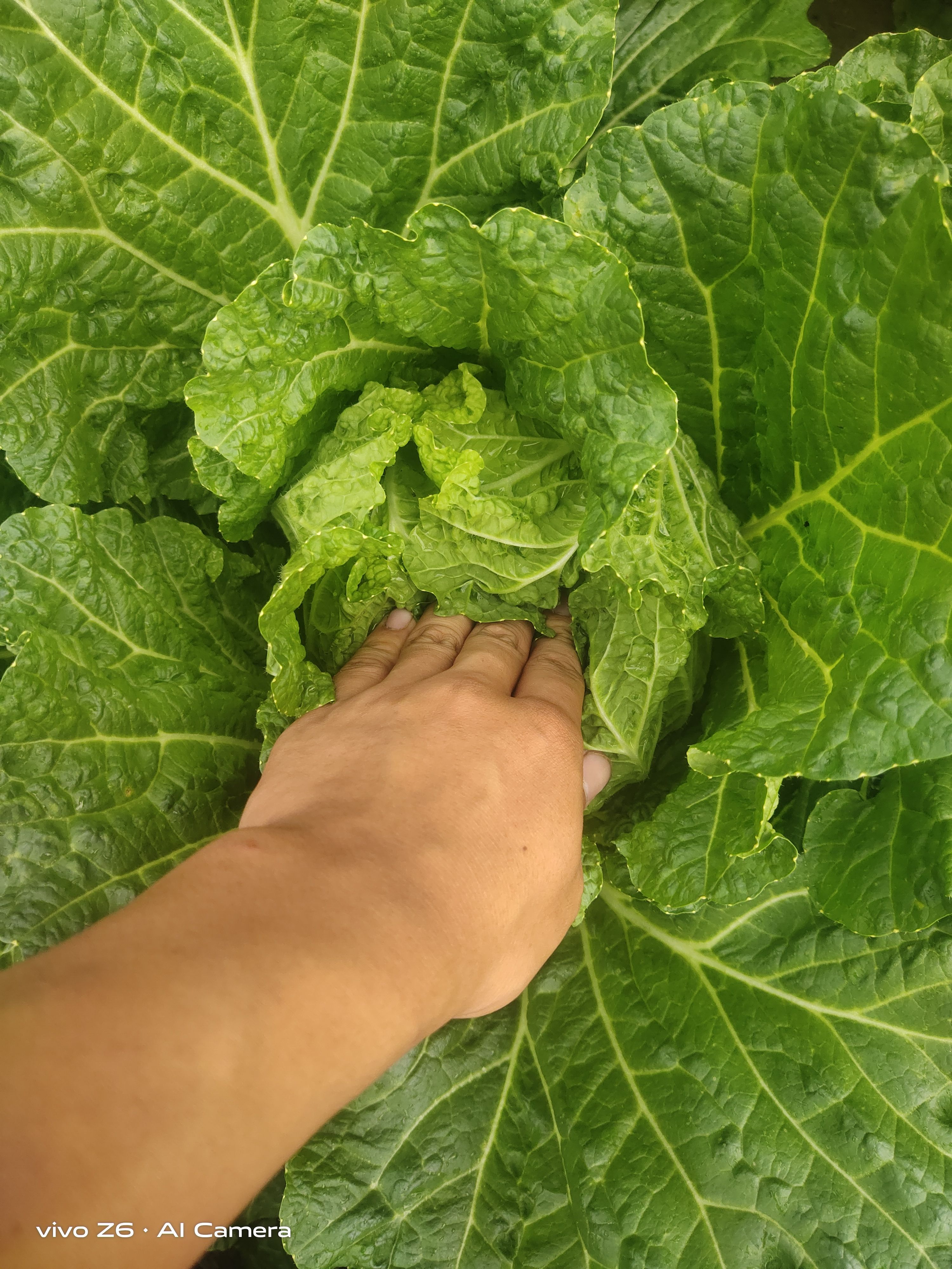 精品大白菜，有没有需要的联系我，黄心大白菜