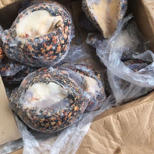 白螺 花螺 木瓜螺 切片三剑客