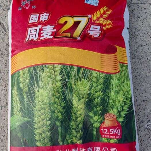 周麦27号小麦种子产量高抗病抗寒矮杆大穗抗倒抗旱低杆批发
