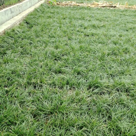 三台县细叶麦冬草