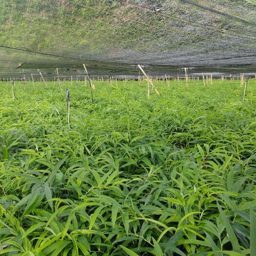 禄丰市黄精种苗
