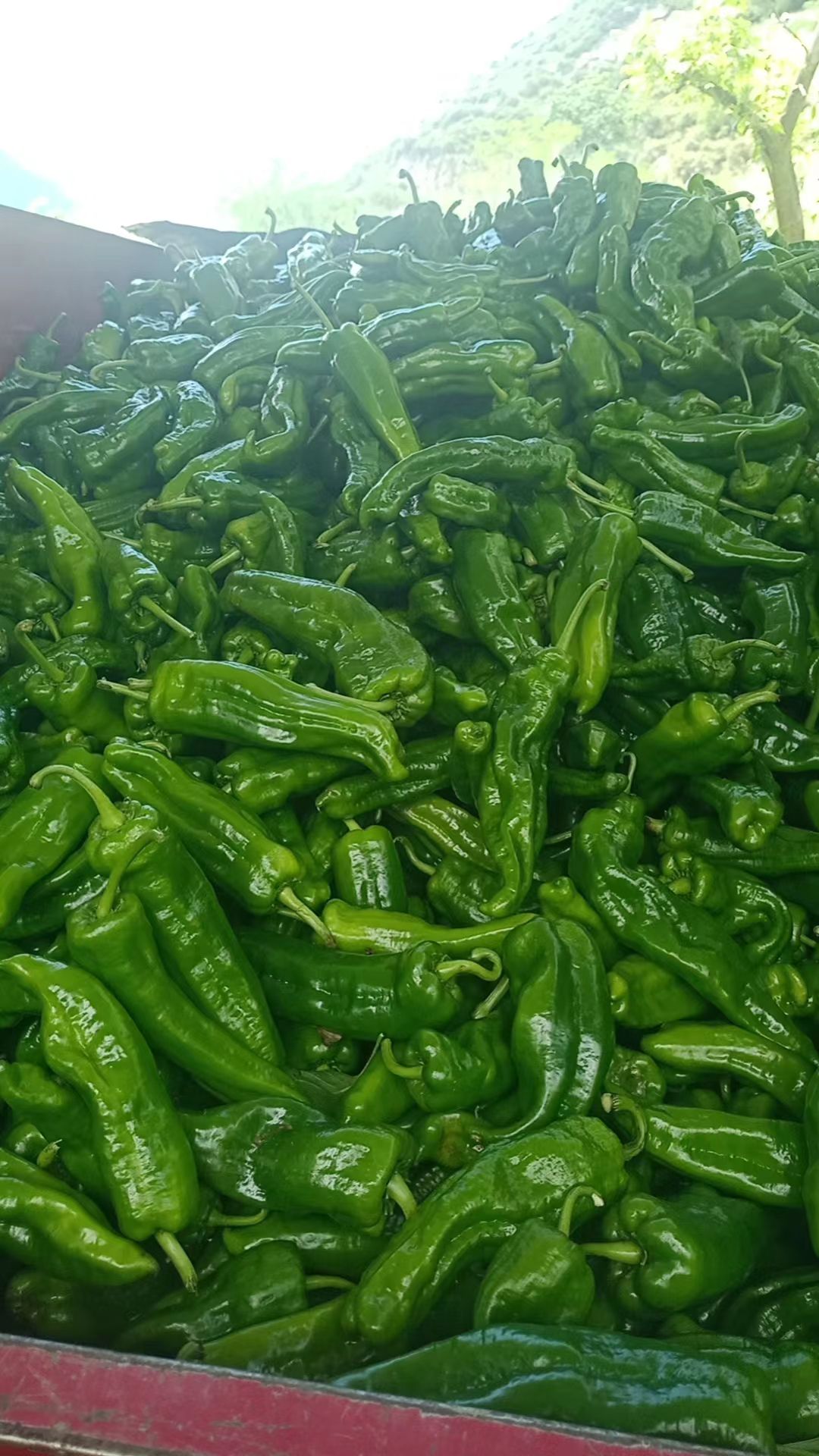 辣椒